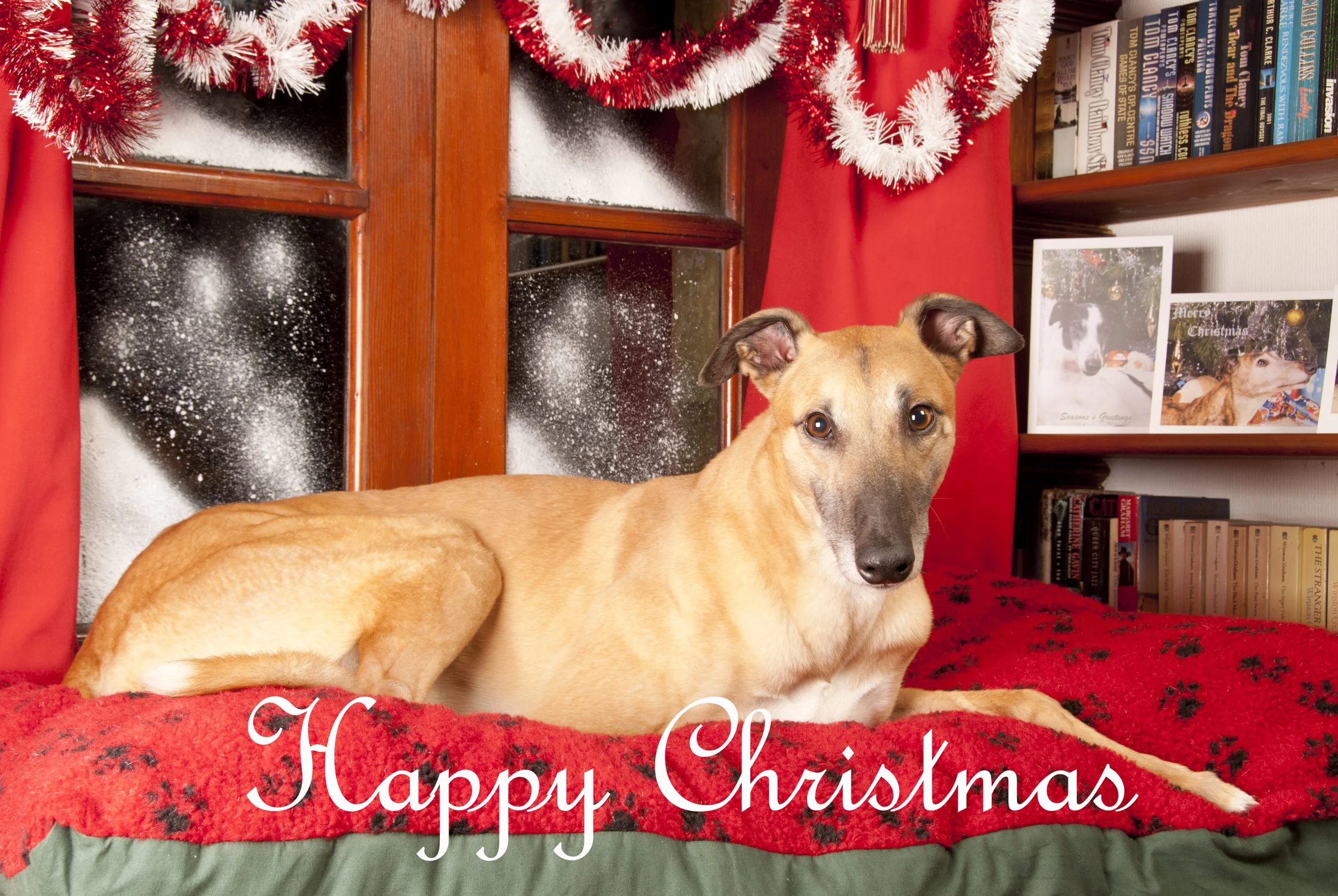 christmas_cards_sandy_greyhound_0016736.jpg