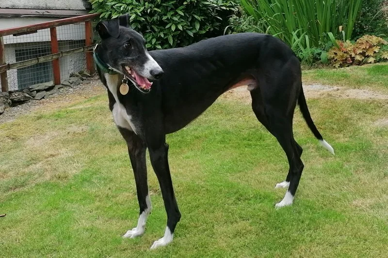RYAN (Derrinasafa Ryan) is a handsome lad born on the 15th December 2019.  Weighing 34.5 kg he's house trained, neutered, inoculated and microchipped.  Ryan walks nicely on the lead, and from what we've seen so far he's okay with other breeds of dogs