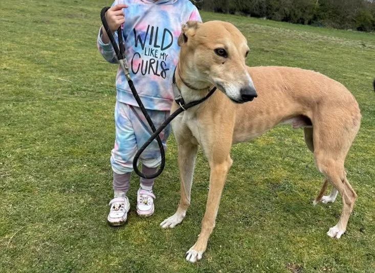 OSCAR (Honouroscarwilde) was born 5th November 2019 and weighs 34kg.  Retired from racing due to his age with no injuries, Oscar is a real laid back gentleman who walks nicely in the lead, and shows no nerves at all.  He's house trained, neutered, in