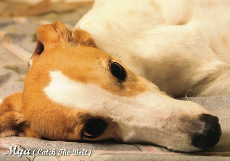 01_january_2027_greyhound_calendar_800.jpg