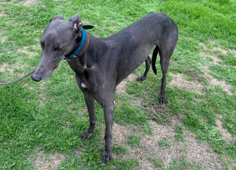 HOMED . . . PERRY (Choices Peridot) is a small blue male who was born 4th February 2023.  Weighing about 28kg, he's house trained, neutered, inoculated and microchipped.  Perry is a shy lad till he gets to know you, and travels well in a car.