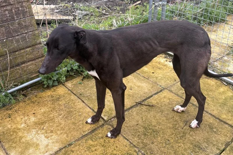 SOMEONE INTERESTED . . . TIQUE (Lightfoot Tique) to be called BESS is a black female born in February 2023.  She weighs 27kg, is spayed, inoculated, microchipped, we've been told she's okay with small breeds of dogs (which we will monitor), walks nic