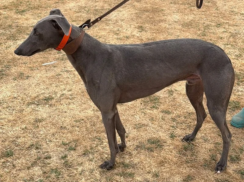 RESERVED . . . DOC  (Trapstyle Doc) is a handsome blue male who we've been told is okay with other breeds of dogs, and is potentially cat trainable.  He was born in March 2024, weighs 35.2 kg, is neutered, inoculated, microchipped, retired from racin