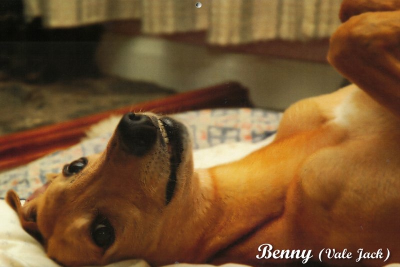 Benny (Vale Jack) fawn greyhound - 2026 RGSL calendar