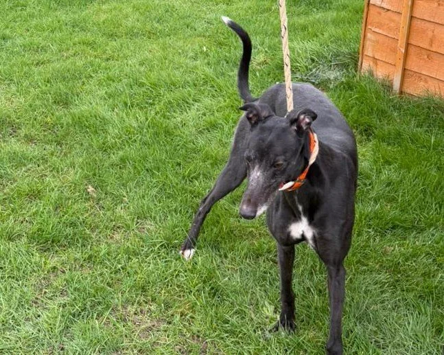 ARRIVING SOON . . . Capel Frantastic is a lovely black female who was born on the 15th May 2021, weighs 24.5 kg, is spayed, inoculated, microchipped and travels well in a car.