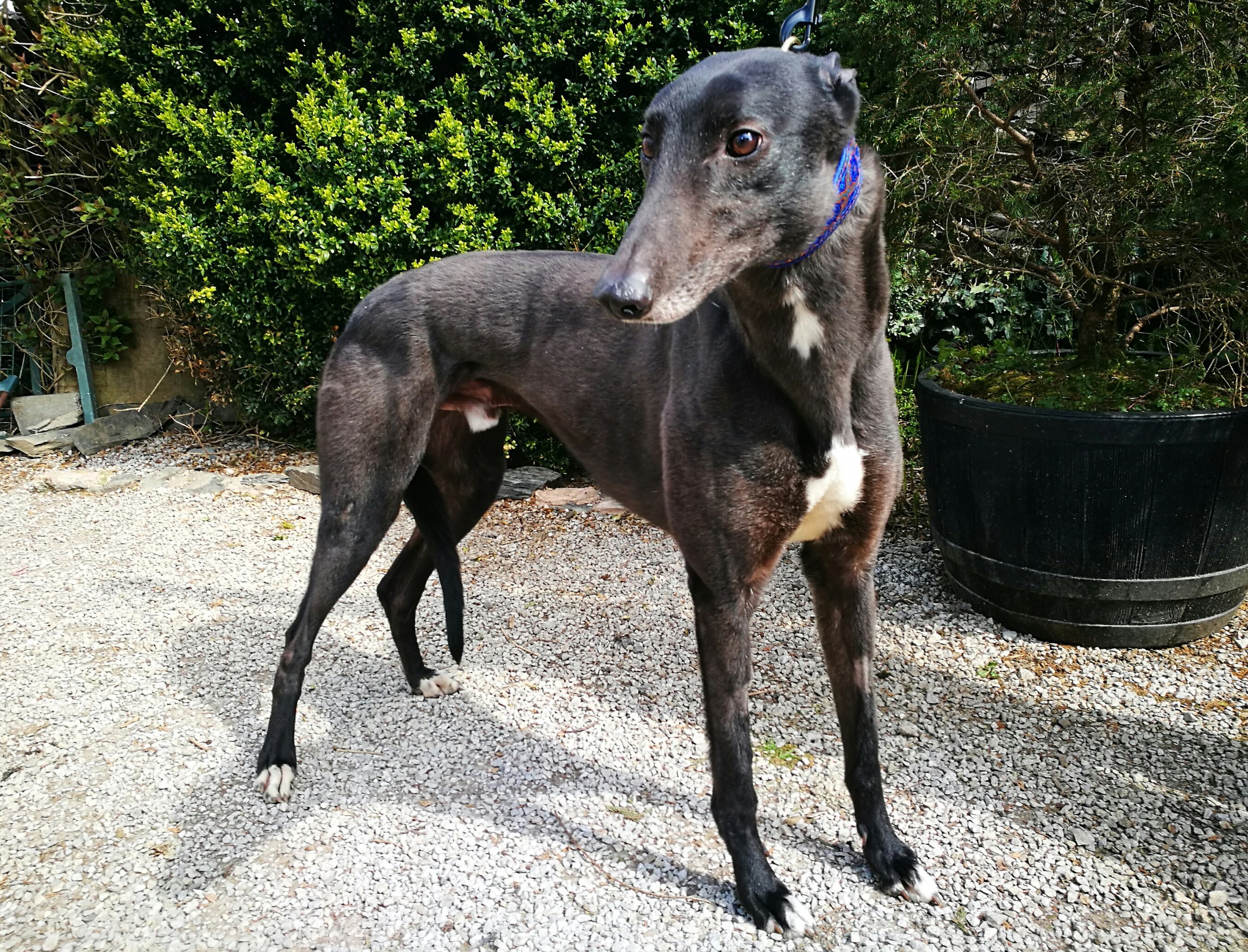 BILLY (Have A Deal)      -     Born: 14/11/2013     -     BILLY arrived in March 2019 with Katie.  They were homed together a month later. Having been returned on the 29th March 2026 they are now spending their twilight years with Jenny and Stuart .
