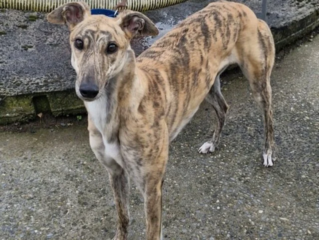 ARRIVING SOON . . . LADY (Resilient Lady) was born on the 1st September 2023, weighs 28.00 kg. is spayed, inoculated, microchipped, and we've been told she's a very quiet, shy girl who loves a fuss and a cuddle once she get to know you.