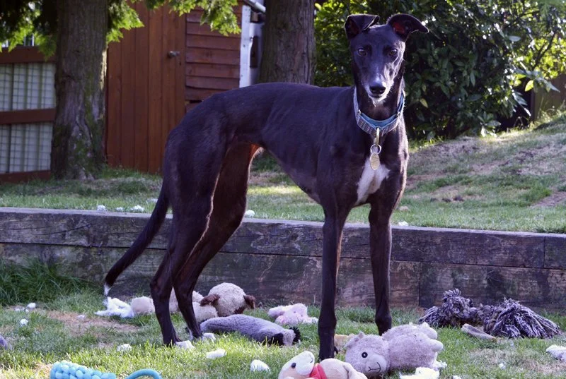 HOMED . . . PENNY (Ballyboy Penny) is a black female born in February 2022, and weighs 23.5kg.  She retired from racing because she lost interest, and is house trained, spayed, inoculated, microchipped, fine with children, and from what we've seen to
