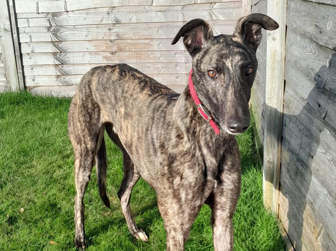 ARRIVING SOON . . . NARO (Flyers Naro) was born June 2021, weighs 32 kg. , is neutered, inoculated and microchipped. We've been told he is a lovely, no hassle friendly dog who doesn't bother about other breeds of dogs walks nicely on a lead, and tra