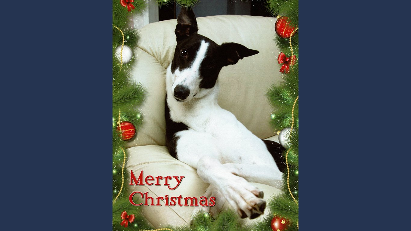 Christmas_card_monty.jpg