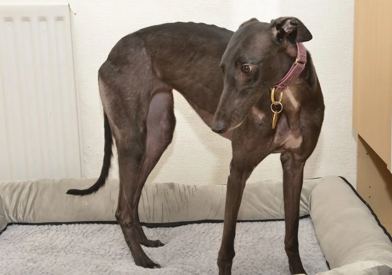 RESERVED . . . NANCY (Choices Nando) is a lovely black female who is Choices Gas Gas's litter sister.  Born 2nd October 2023 she weighs 23.7kg., is house trained, spayed, inoculated and microchipped.   Nancy has a nice nature, walks fine on the lead,