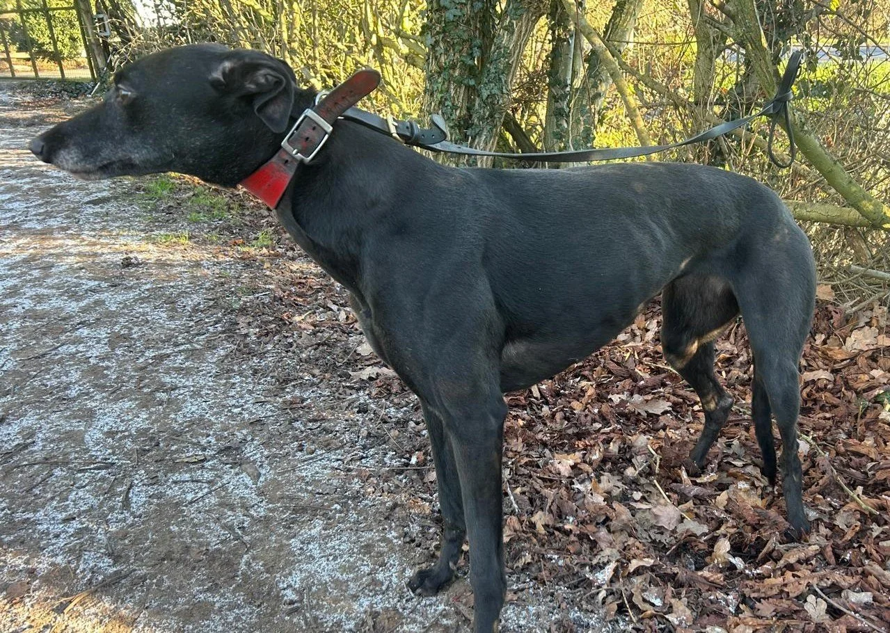 ARRIVING SOON . . . NIKKI (Swift Nikita) was born in April 2020, weighs 27kg., is spayed, inoculated, and microchipped. Nikki's racing career ended when she broke her hock, which is fully repaired and she's fine now. We've been told she walks nicely 