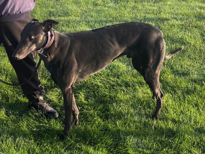 SONNY (Moanteen Sonny) is a lovely black male born in September 2020