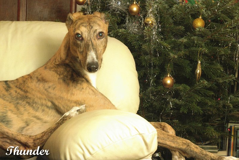 Thunder brindle greyhound in 2026 calendar