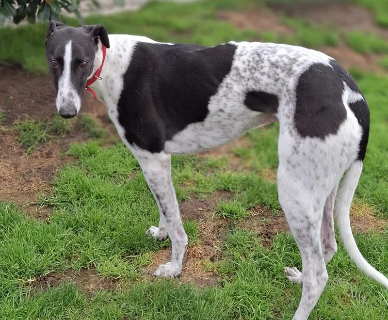 ARRIVING SOON . . . SAMMY (King Sammy) was born May 2024, weighs 33kg., neutered, inoculated, microchipped and travels well in a car.  We've been told he doesn't bother about other breeds of dogs on his walks, is very laid back, loves his cuddles, an