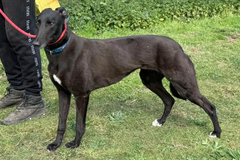 NELLY (Great Notions) was born July 2021, weighs 25.4 kg., is house trained, spayed, inoculated and microchipped.  She has a lovely quiet nature, is very shy until she gets to know you then will come for a cuddle, from what we've seen to date she is 