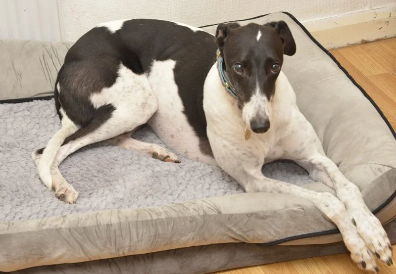 JACK (Burgoyne Panda) was born in July 2021.  He's house trained, neutered, inoculated, microchipped, has a friendly nature, walks okay on the lead, is slowly getting used to everything he sees on his walks, and travels well in a car.  Its transpired