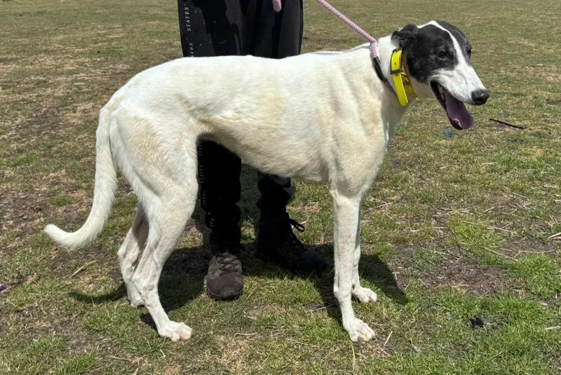 RESERVED . . . DEL BOY (Honour Del Boy) was born 8th November 2020, weighs 35.40 kg, is neutered, inoculated, and microchipped, Del Boy never raced because he showed no interest, and came from a racing kennel where feral cats wandered around.  He's r