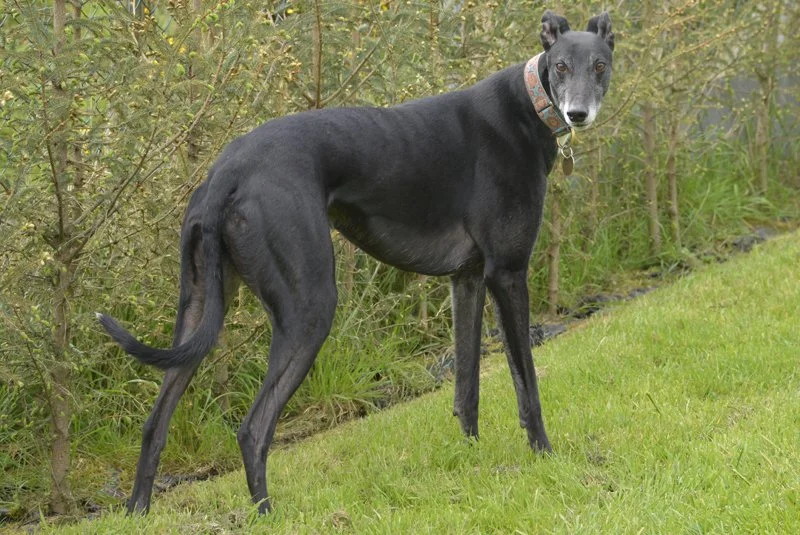 HOMED . . . DAVY (Athlacca Icon), was born on the 2nd February 2022, weighs 35 kg., is house trained, neutered, inoculated, and microchipped.  Davy is a very loving lad who enjoys meeting people, and from what we've seen he's fine with children and o