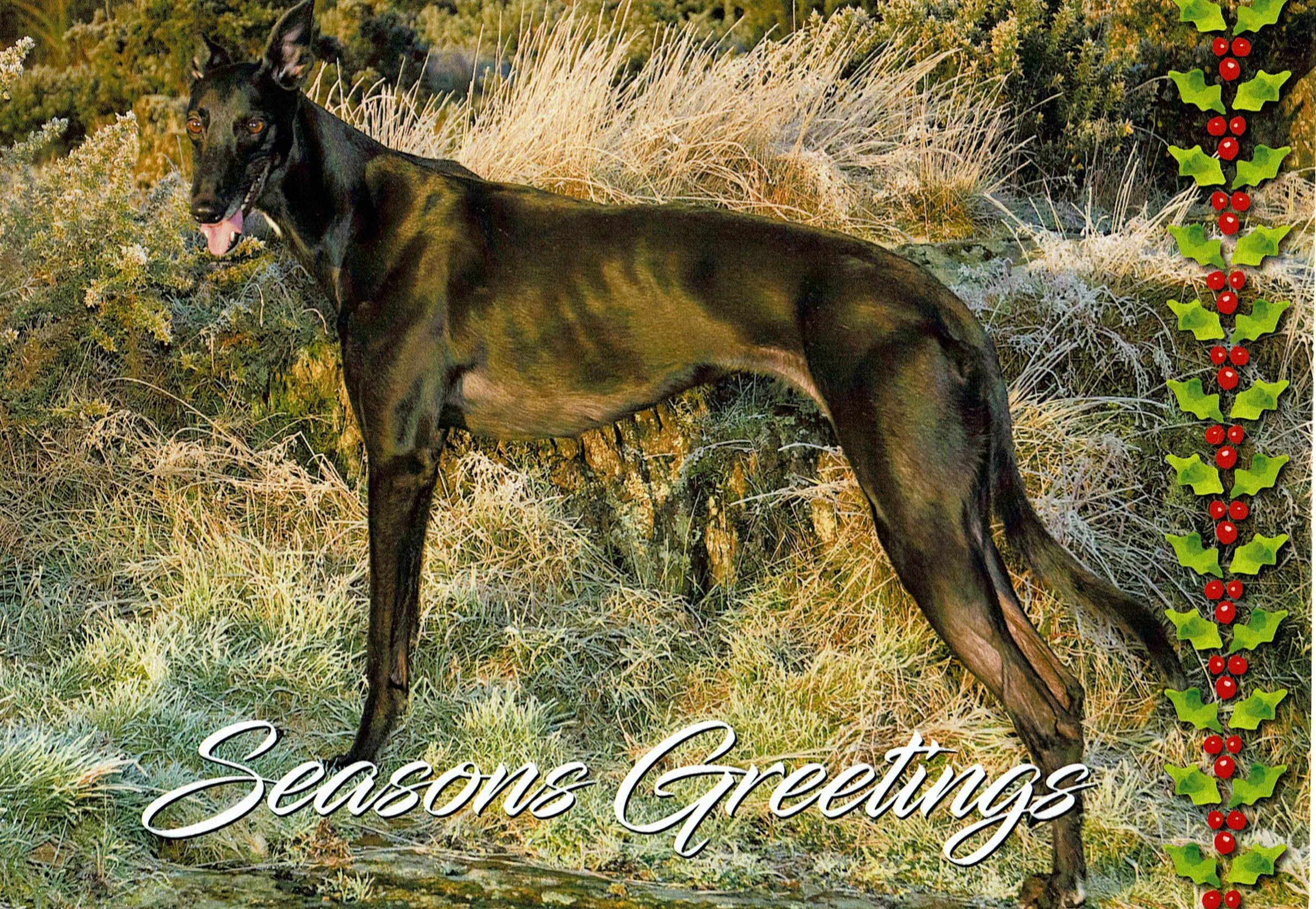 Indi_christmas_card.jpg