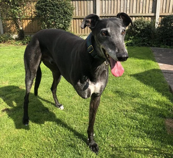 BOYCIE (Efceerebel) 
Born:  02/09/2017
Died:  22/04/2025
BOYCIE was only 2 years old when he had his front right leg amputated due to osteosarcoma at the end of August 2020.  Despite only being given 4 to 6 months to live Boycie, against all the odds