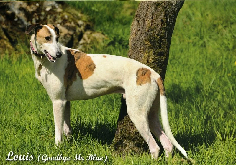 06_june_2027_greyhound_calendar_800.jpg