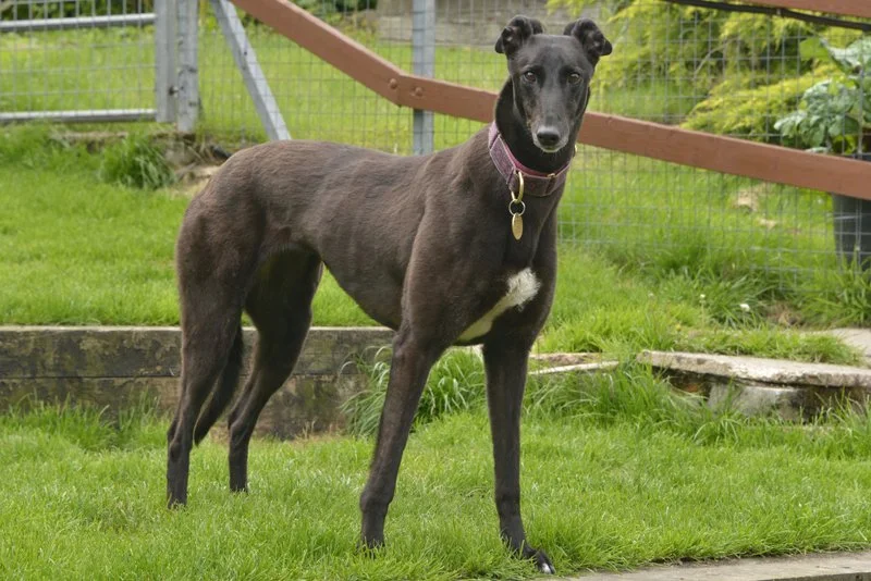 HOMED . . .  NELLY (Great Notions) was born July 2021, weighs 25.4 kg., is house trained, spayed, inoculated and microchipped.  She has a beautiful loving face, a quiet and calm nature, but is very shy until she gets to know you, more so with men tha