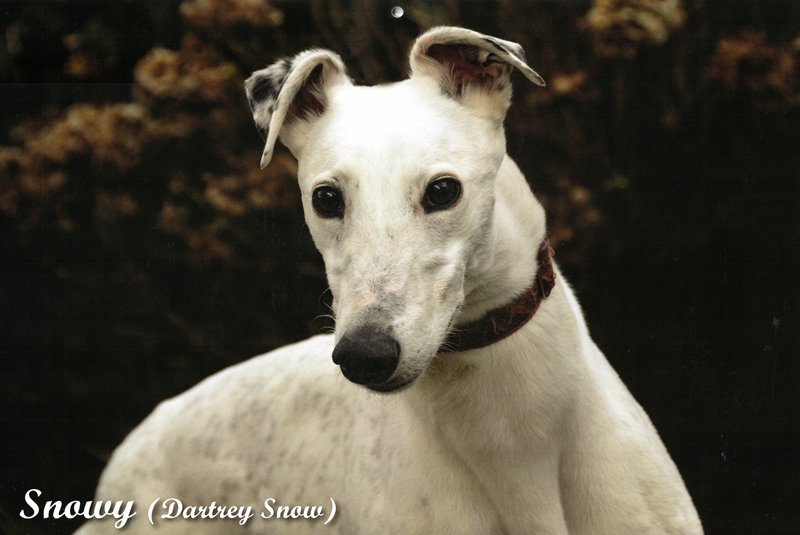 Snowy (Dartrey Snow) white greyhound - calendar