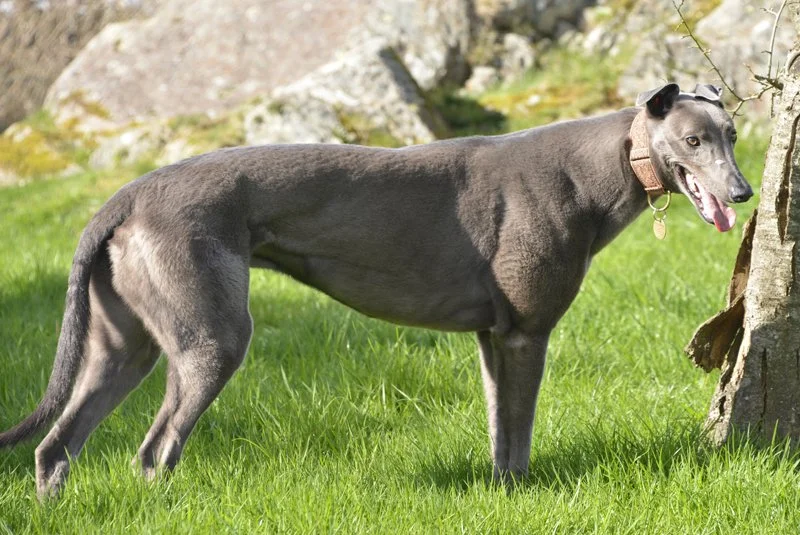 BONO (Moyar Bono) was born November 2022, weighs 38kg. is house trained, neutered, inoculated, and microchipped. He's a lovely friendly lad who adores people and loves a fuss. He walks well on the lead, travels well in a car, and from what we've seen