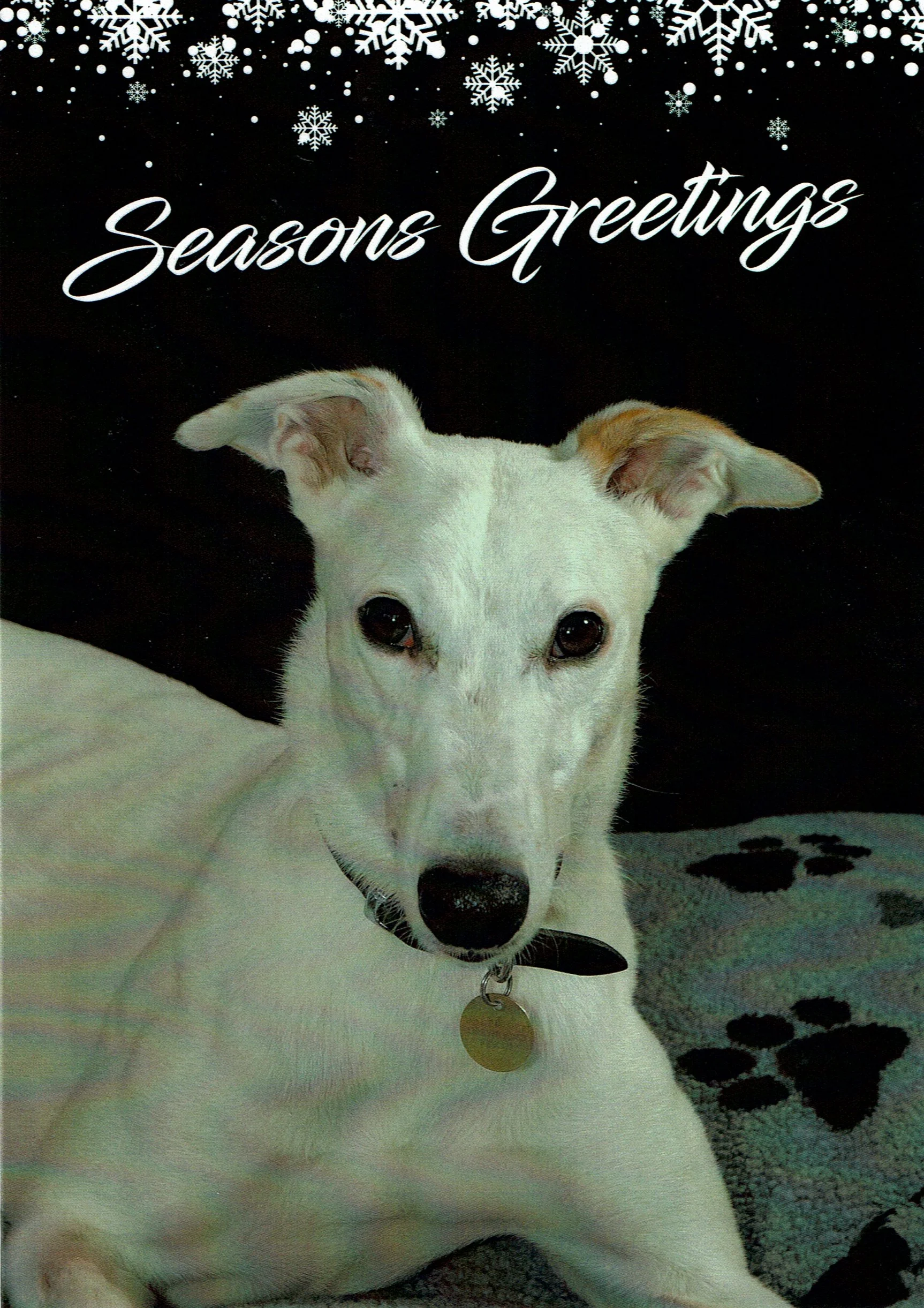 toby_white_greyhound_christmas_card.jpg
