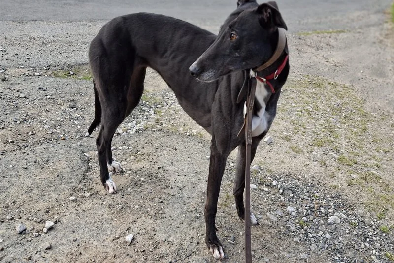 HOMED . . . IZZY (Halcrow Belter) is Cassie's litter sister so was born on the 8th October 2020.  A small compact female weighing 30.5kg with no injuries, she's house trained, spayed, inoculated, and microchipped.  Izzy has a lovely friendly nature, 