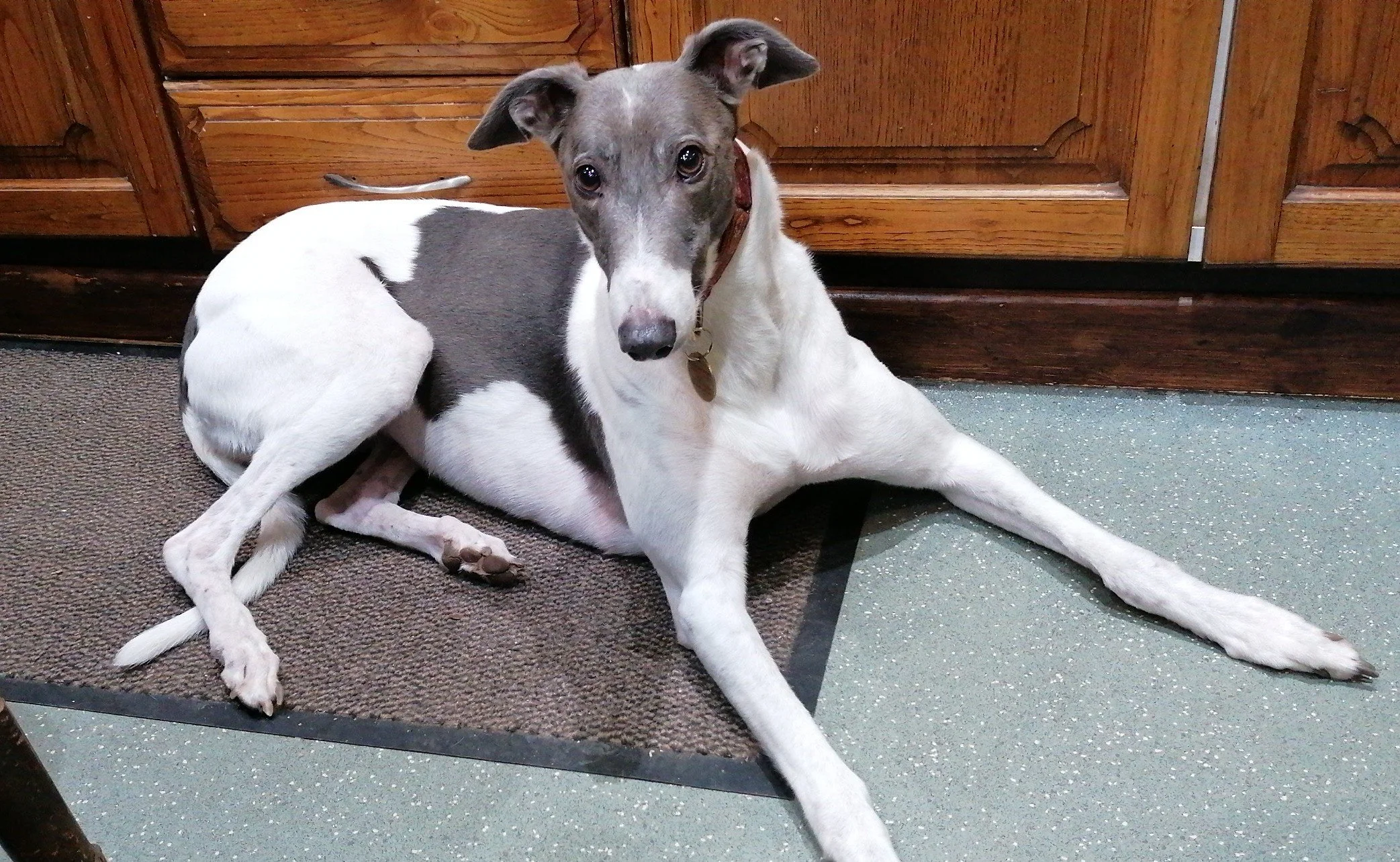 HOMED . . .  SCOUT (Champagne Celia) has been returned to us following her owner suddenly passing away. We homed her in February 2022, and she was born on the 11th December 2017, weighs 28.8kg., is house trained, spayed, inoculated, microchipped, tra