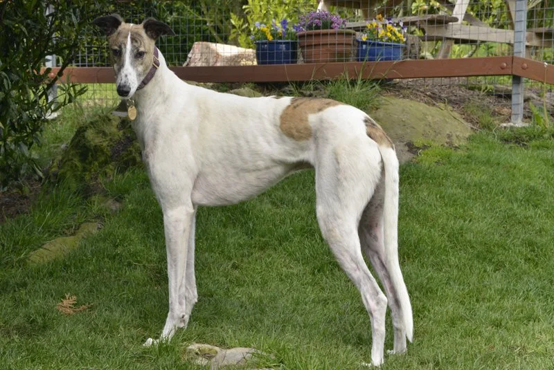 ZERO (Add Another Zero) was homed on the 17th May 2026, but was returned on the 26th May through no fault of his own.  Zero was born 8th November 2020, weighs 31.0 kg, is house trained, neutered, inoculated and microchipped.  He has a lovely friendly