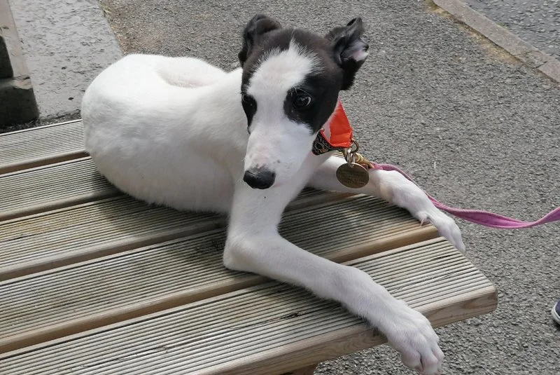 BOLT (no racing name)