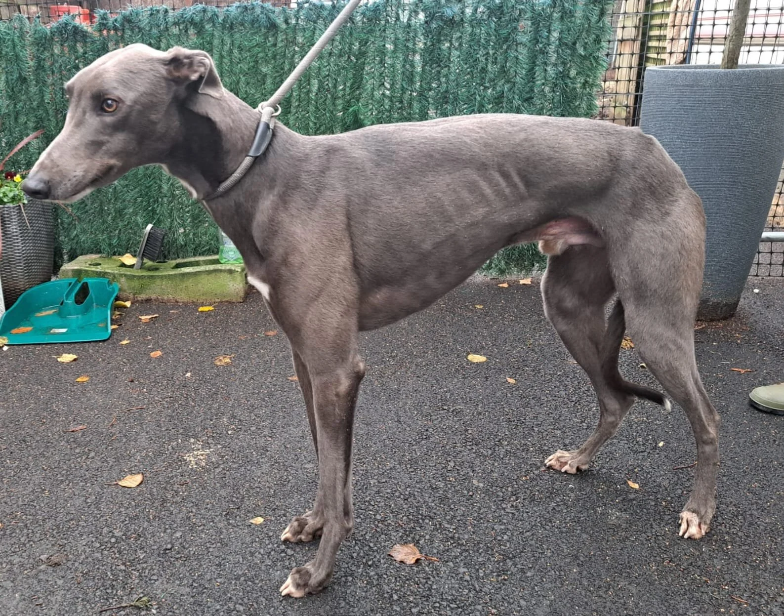 ARRIVING SOON . . . DAN (Triple Dan) was born August 2023, weighs 32kg., is neutered, inoculated, microchipped.  We've been told he's a very nice lad, very friendly, but also chilled, loves to be loved, is okay with other breeds of dogs (possibly cat