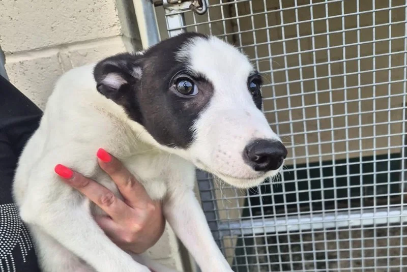 HOMED . . . BOLT -  Born on the 27th March 2026 he was one of 2 males born in an accidental mating.  As a result, although a pedigree greyhound he can't be earmarked or given a racing name.  Anyone taking him on must realise they are starting his tra