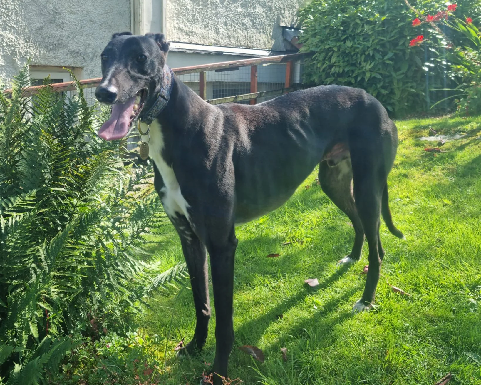 JACK (Solway Moonlight)