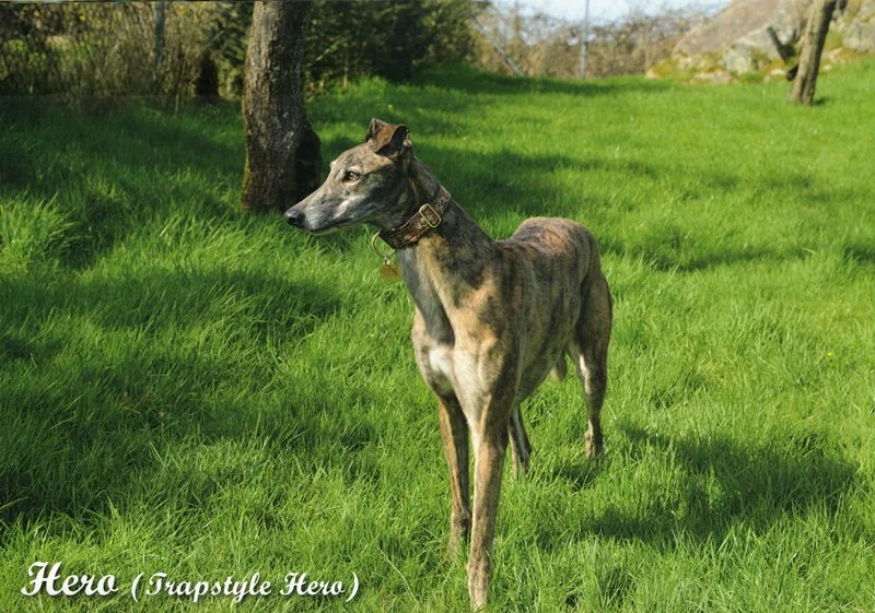 03_March_2027_greyhound_calendar_800.jpg