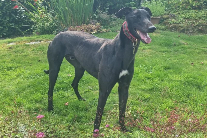 THUNDER (Teachers Thunder) . . . We homed Thunder in August 2024, but sadly he's been returned, and is looking for another home. Thunder was born 12/11/2021, weighs 34.5kg, is house trained, neutered, inoculated, microchipped, walks nicely on the lea