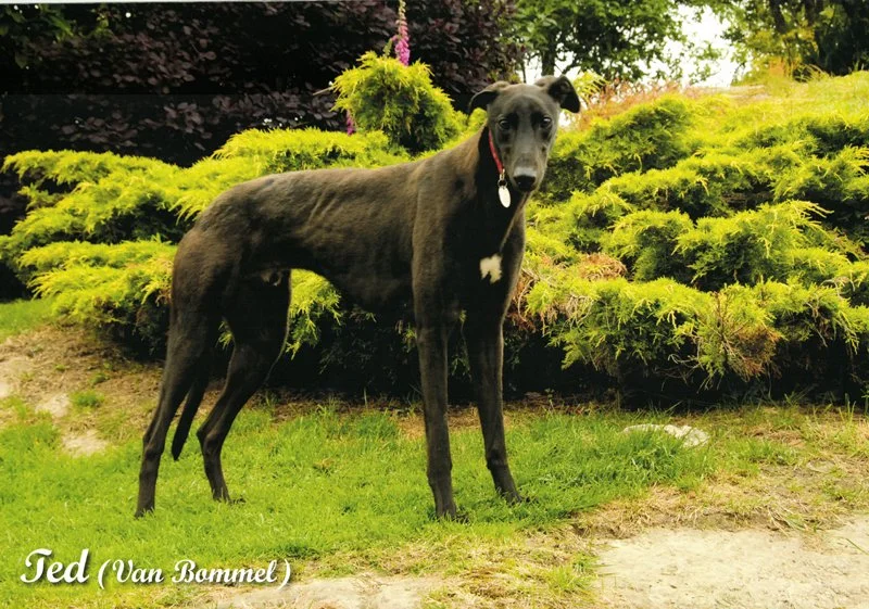 09_september_greyhound_calendar_800.jpg