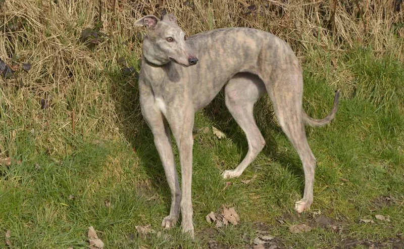 DALI (Dalliance) was born 2nd December 2022, weighs 27kg., is house trained, spayed, inoculated and microchipped.  At the moment she's very food orientated, and can be a bit mischievous.  From what we've seen so far she's okay with other breeds of do