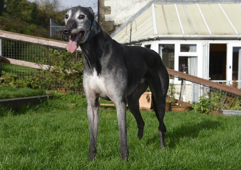 MURPHY (Murphys Lough) was born in June 2019, weighs 34 kg. is house trained, neutered, inoculated and microchipped.  Murphy looks older than his years, is a  lovely friendly lad who walks well on the lead, from what we've seen so far is okay with ot