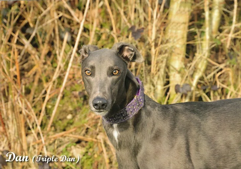 10_october_greyhound_calendar_800.jpg
