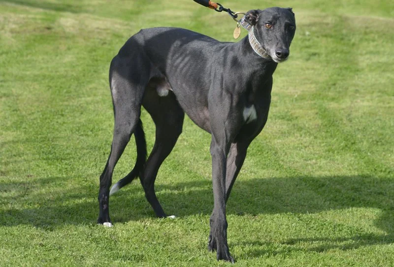 SWIFT (Swift Word) was born on 20th March 2023, is neutered, inoculated and microchipped.  Swift weighs about 28 kg.  Is a very shy, nervous lad who we've been told is scared of other breeds of dogs, and is wary strangers and the big outside world. I