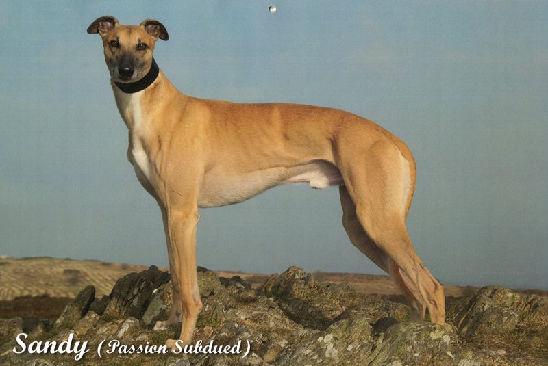 Sandy (Passion Subdued) fawn Greyhound Calendar