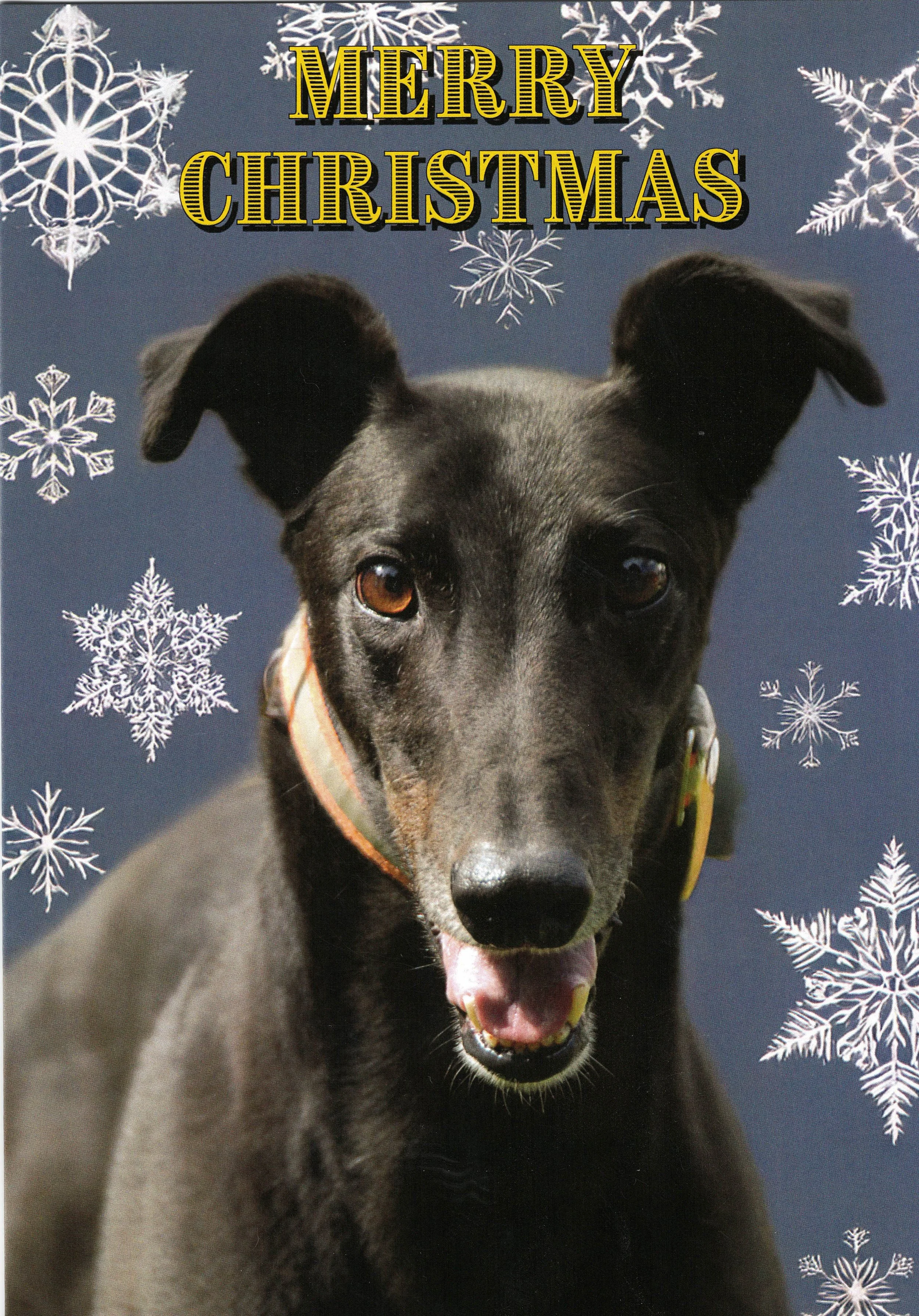 christmas_robbie_000141.jpg