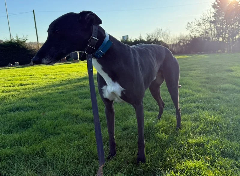 ARRIVING SOON . . . HAWK (Trapstyle Hawk) is black with a white front, was born in March 2021, has been neutered, inoculated and microchipped.  We've been told he's a handsome lad with a lovely nature, will walk nicely by your side, is okay with othe