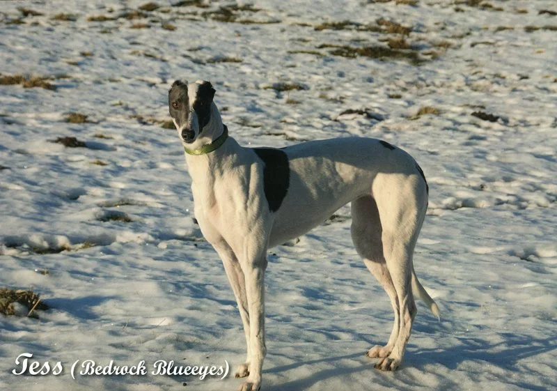 12_december_greyhound_calendar_800.jpg