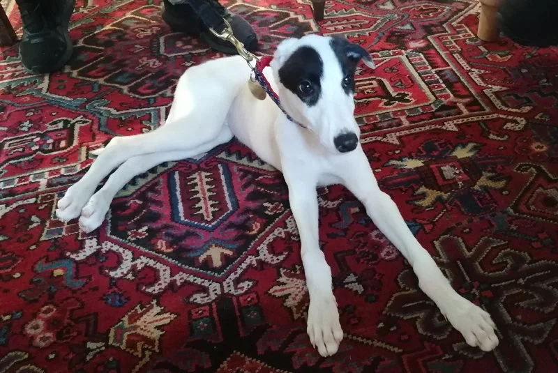 BANDIT (no racing name)