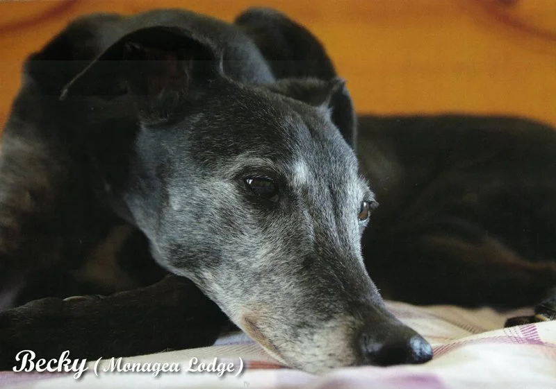 11_november_greyhound_calendar_800.jpg